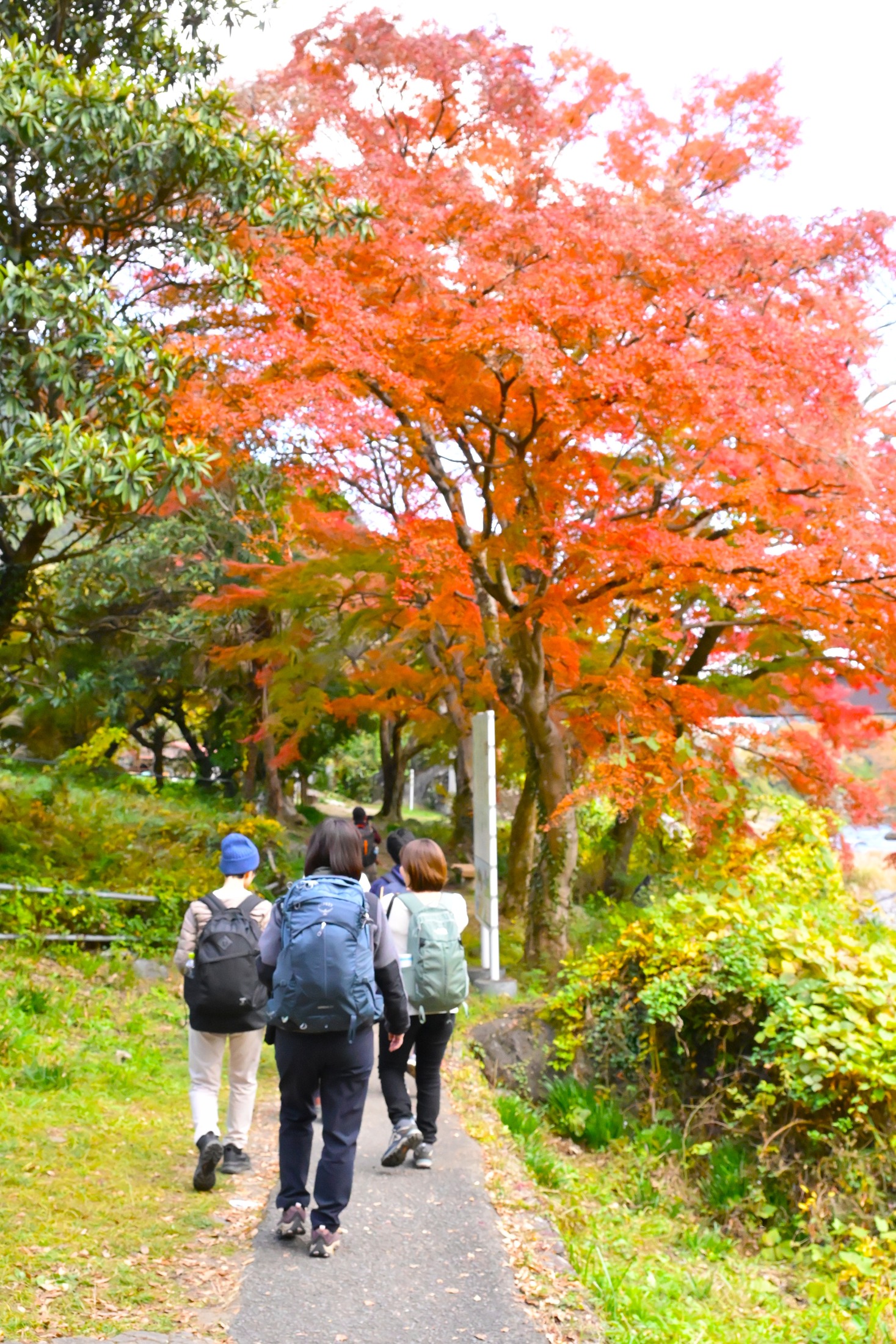 紅葉の小径を歩く、過去の御岳山ツアーの様子