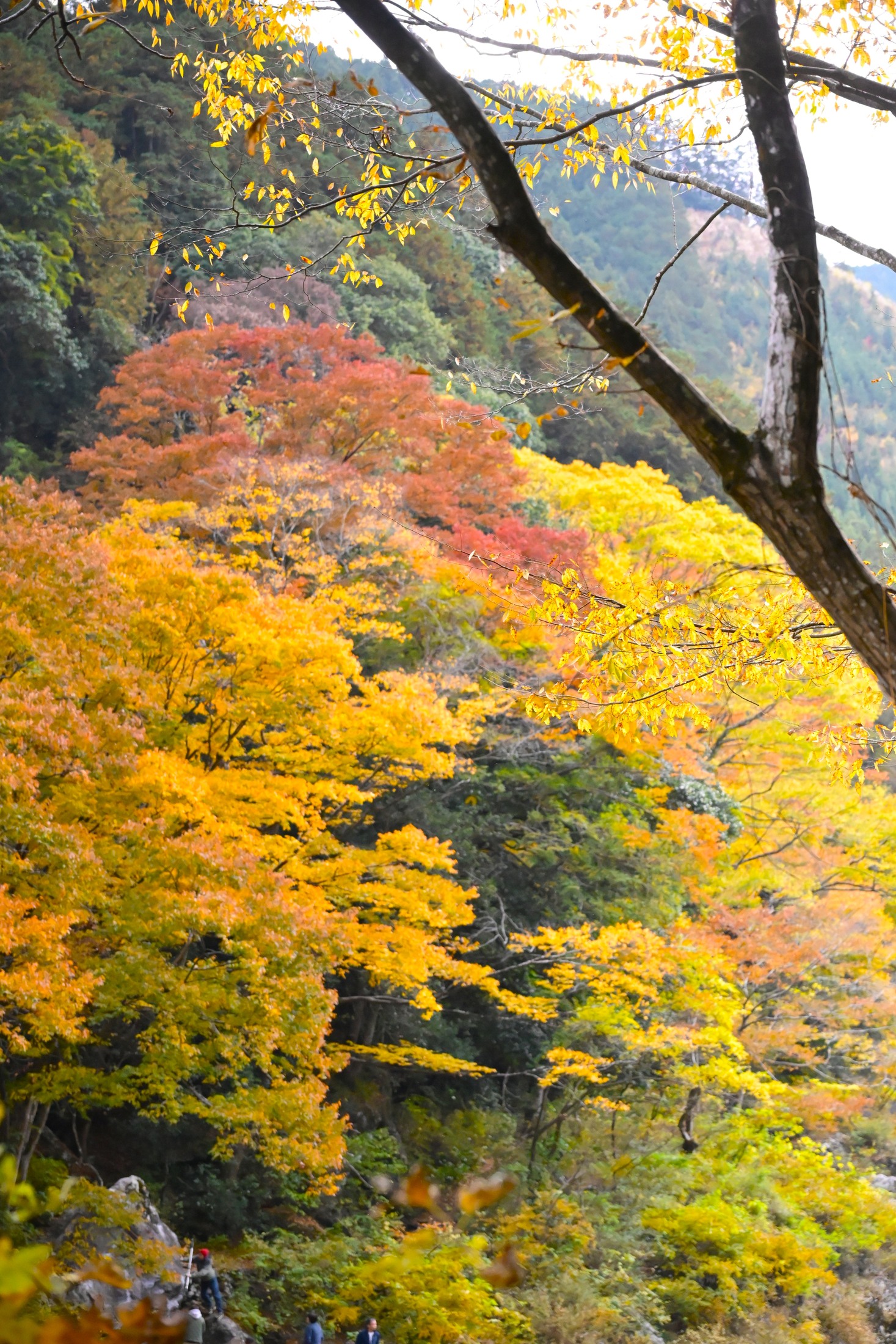 秋色に染まる御岳山の風景